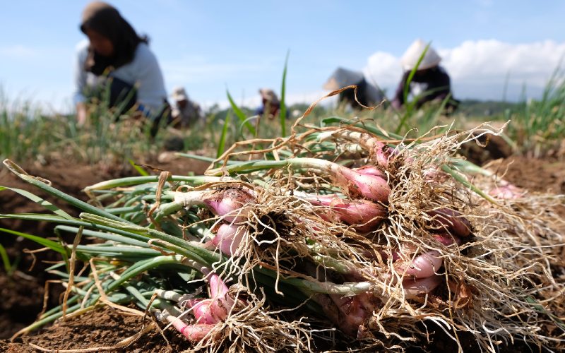 Jalin Kerja Sama, Sumbar Jadi Daerah Pemasok Komoditas Pangan ke Riau 