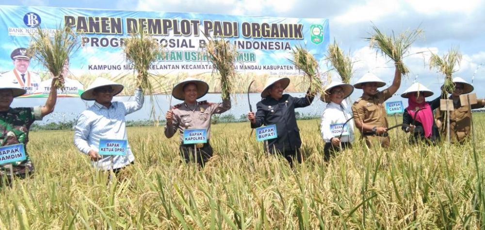 BI dan Bupati Siak Panen Demplot Padi Organik di Kampung Muara Kelantan Siak