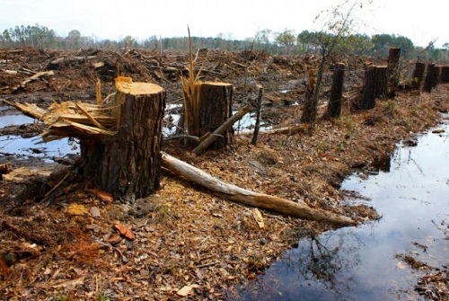 Setahun Buron, Pelaku Perambah Hutan di Inhu Ditangkap