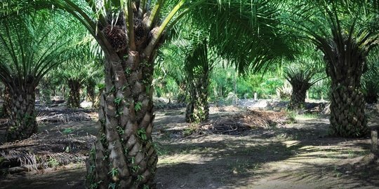 MA Tolak Gugatan Kopsa - M Terkait Pengembalian Ribuan Hektar Kebun Sawit di Riau