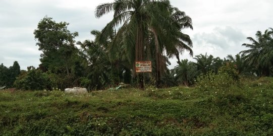 MA Nyatakan Eksekusi Kebun Sawit di Pelalawan Tak Sah 