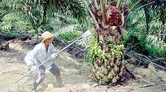 Bulan September, Nilai Tukar Petani Riau Naik 1,63 Persen