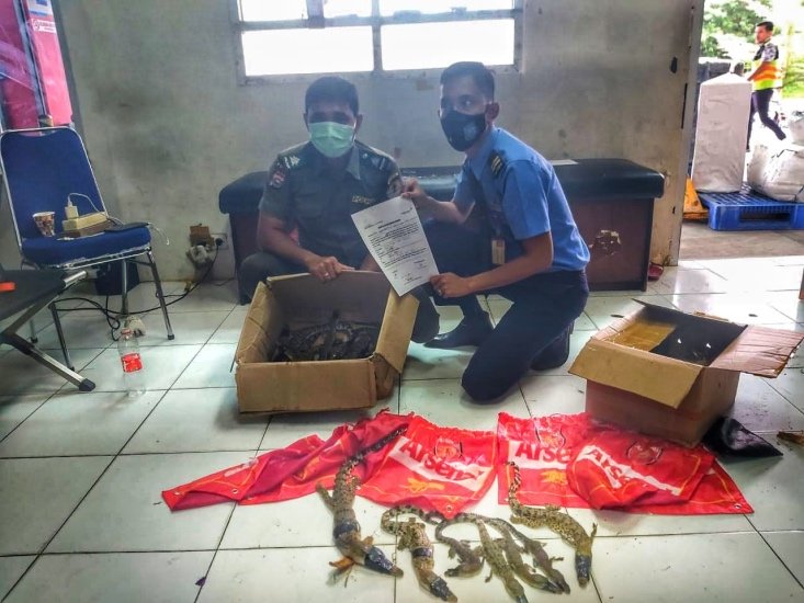 Petugas Bandara Pekanbaru Gagalkan Penyelundupan Puluhan Buaya Muara 