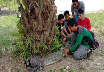 BBKSDA Riau Imbau Warga Waspada Buaya Pasca Lima Ekor Buaya Muncul di Desa Galang