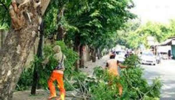 Tim Rescue DPKP Pekanbaru Evakuasi  Pohon Tumbang di Dua Titik