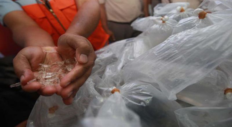 Satgaspam Berhasil Gagalkan Pengiriman Ilegal 5.746 ekor bayi Lopster 