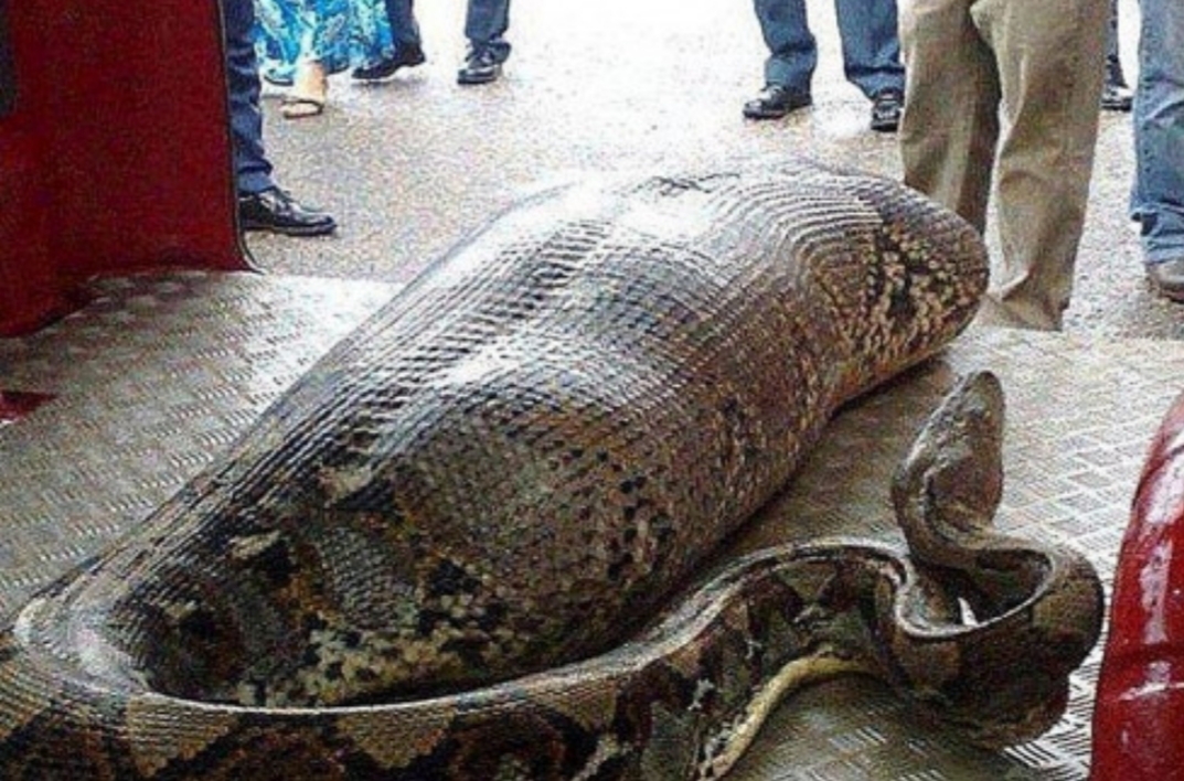 Seorang ibu rumah tangga ditelan ular piton raksasa