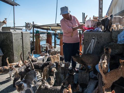 Mengenal Lebih Dekat Pulau Aoshima. Pulau Sejuta Kucing