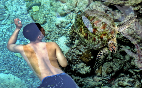 Rasakan Sensasi Berenang Bersama Penyu Raksasa di Sini