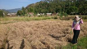Ribuan Hektar Lahan Sawah di Kampar Diserang Puso 