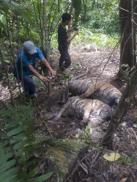 Diduga Terjerat Kawat Baja, Tiga Ekor Harimau Sumatera Ditemukan Mati
