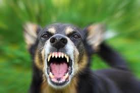 56 Kasus Rabies Di Pekanbaru, Warga Diminta Waspada
