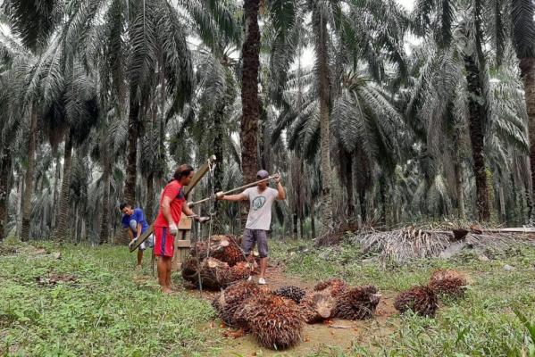 Turun, Harga TBS Pekan Ini Rp2.630,23 per Kg