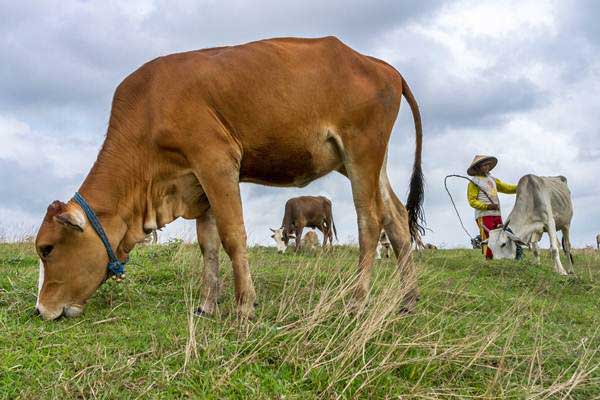 Sapi di Riau Kena Penyakit Kutil, Mentan Angkat Bicara