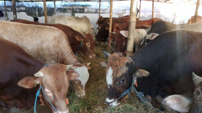 Sapi di Kepulauan Meranti Positif Brucellosis