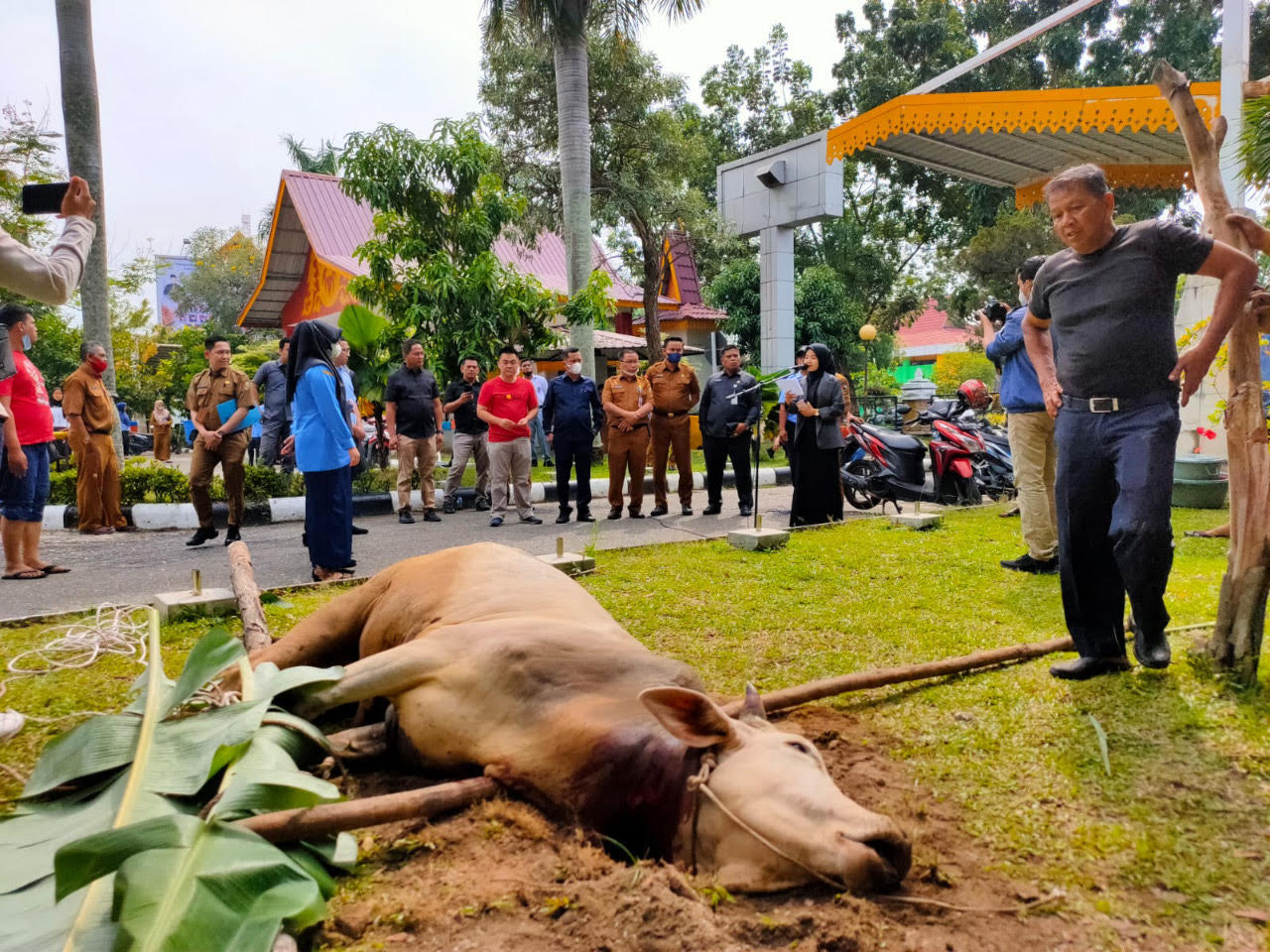 Sembelih 1 Ekor Sapi, 156 THL Sekretariat DPRD Pekanbaru Dapat Jatah Daging Kurban