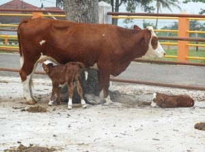 Kecamatan Rumbai Berhasil Kembangkan Sapi Pedet 72 Ekor
