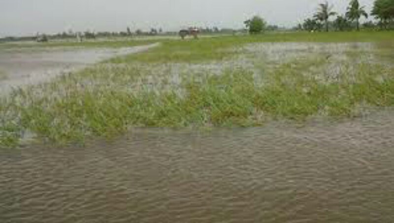 2.177 Hektare Sawah di Kuansing Gagal Panen Akibat Banjir