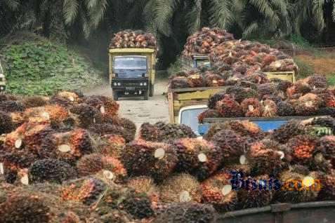DPR RI Temukan Banyak Kebun Sawit Bermasalah dan Dinyatakan Ilegal oleh KLHK