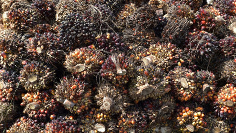 Pekan Ini Harga TBS Kelapa Sawit di Riau Turun dan Sentuh Angka Rp 1.209,19/ Kg