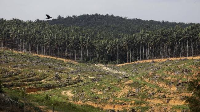 Pemrov Riau Bentuk Tim Satuan Penertiban Perkebunan Sawit Ilegal 