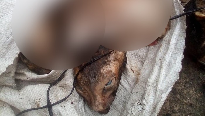 Pelapor Sebut Jagal Kucing di Medan Masih Berkeliaran