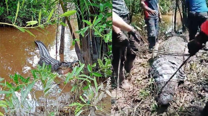 Tim Reaksi Cepat DPKP Inhil Tangkap Buaya Berbobot 700 Kilogram