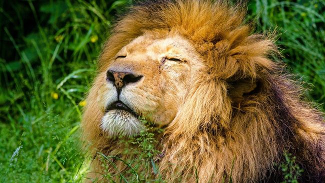 Wanita Nekat Pukul Singa demi Selamatkan Anjing Piaraan