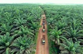 Investasi masuk ke Riau 2019  terbesar se-Sumatera