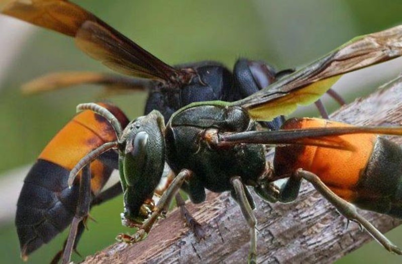 Warga di Wajo Sulsel Tewas Disengat Seekor Tawon Vespa 