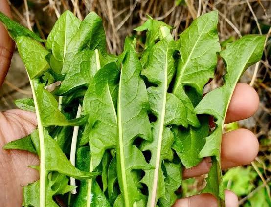 12 Manfaat Daun Tempuyung, Bisa Obati Batu Ginjal