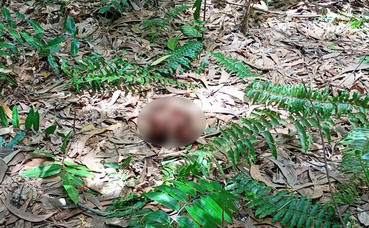 Tinggal Tengkorak, Kepala Remaja Diduga Diterkam Harimau Ditemukan