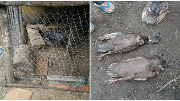 Viral Makhluk Misterius Pengisap Darah di Taput