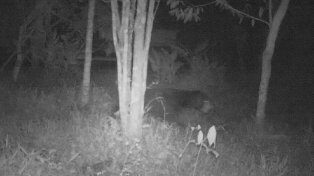 Terungkap! Ini Makhluk Misterius Bikin Gempar Warga Sumbar 