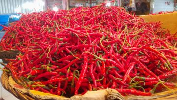 Jelang Ramadhan Harga Cabai Naik Jadi Rp: 60 Ribu Per Kilogram