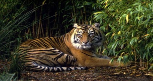 Ganggu Habitat Raja Hutan, Warga Pelalawan Diserang Harimau