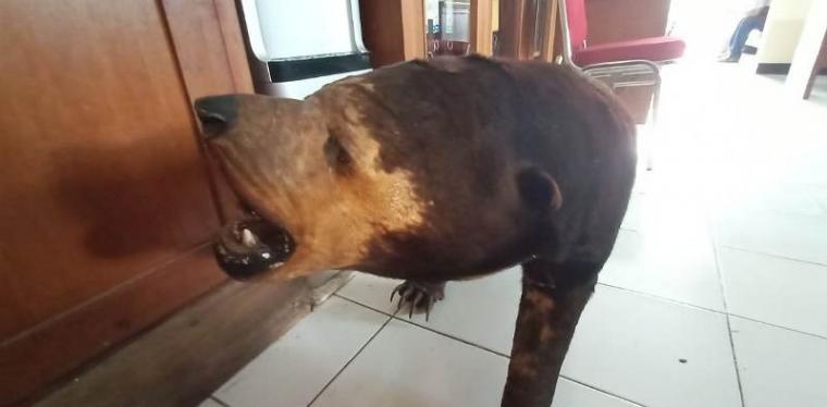 Sudah Diawetkan, Seekor Beruang Madu Diserahkan Warga Pada BBKSDA