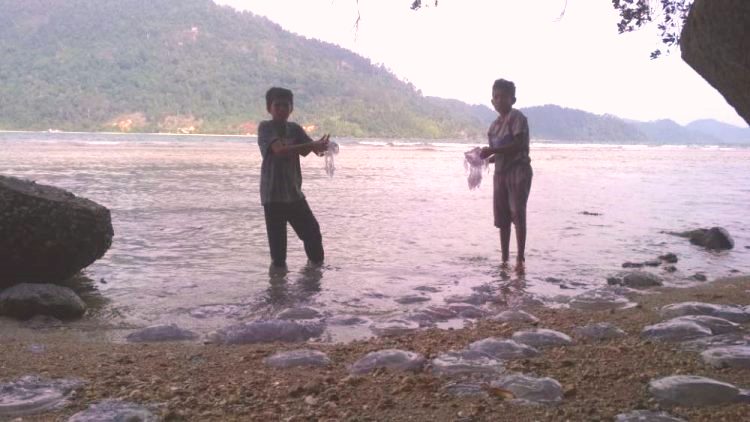 Ribuan Ubur-ubur Terdampar di Tepi Pantai Pesisir Selatan