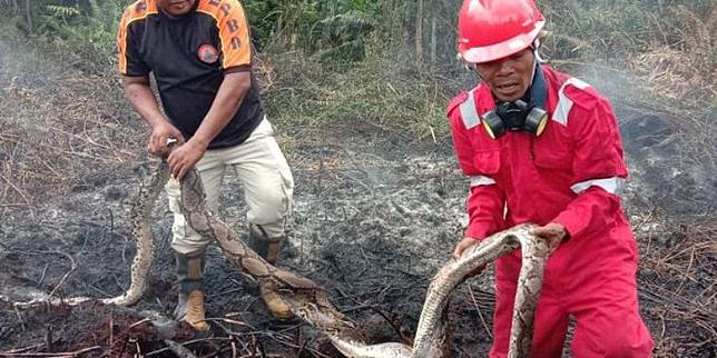 Ular Piton Mati Akibat Karhutla Riau Bukan Spesies Dilindungi