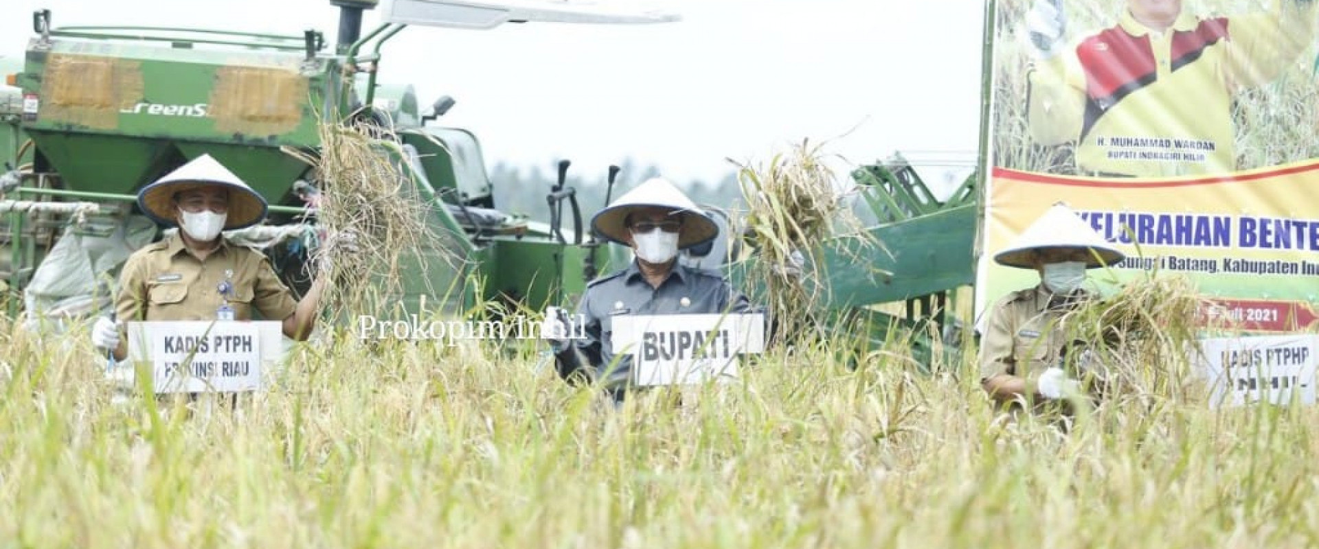 Panen raya, Bupati HM.Wardan: Inhil Salah Satu Daerah Penyumbang Beras di Riau