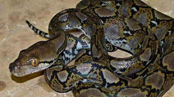 Anak SMP di Bombana Tewas Dililit Ular Piton 7 Meter