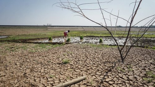 BMKG Prediksi Puncak Musim Kemarau Jatuh pada  Bulan Agustus 