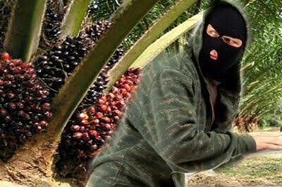 Curi Sawit PT Naga Mas, Warga Sekijang Diringkus Polisi