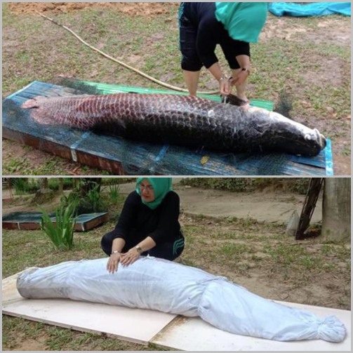 Ikan Asal Sungai Amazon Mati di Batam, Dikafani Sebelum Dikuburkan